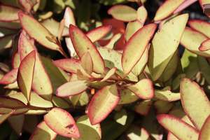 Pseudowintera colorata