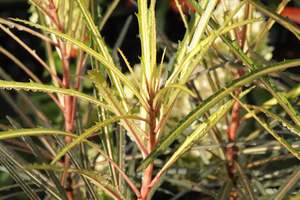 Pseudopanax Fiddlesticks