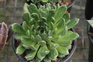 Succulents Cacti Chch Canterbury: Echeveria Bella