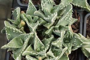 Succulents Cacti Chch Canterbury: Faucaria Texture Mix