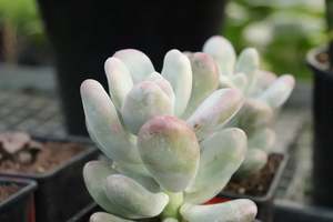 Succulents Cacti Chch Canterbury: Pachyphytum oviferum