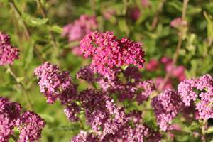 A Plant Beginning With A: Achillea millefolium Cerise