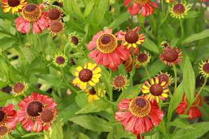 Helenium Red Wonder
