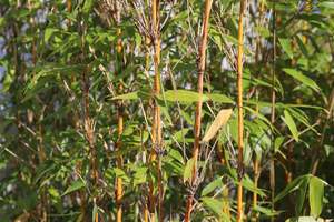 Bamboo Chch Canterbury: Fargesia denudata