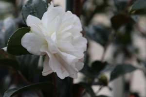 Camellia Chch Canterbury: Camellia Avalanche