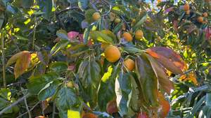 Deciduous: Persimmon Matsumoto Wase Fuyu
