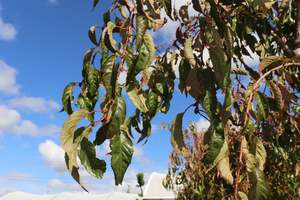 Deciduous: Prunus Kiku-Shidare Sakura