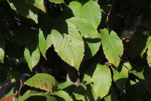 Deciduous: Carpinus betulis Double Standard
