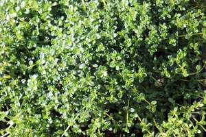 Edibles Chch Canterbury: Thymus Emerald Carpet