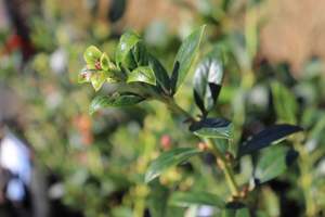 Edibles Chch Canterbury: Blueberry Reka
