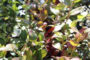 Edibles Chch Canterbury: Blueberry Puru