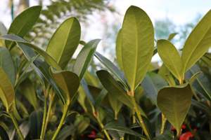 Skimmia c. Kew Green