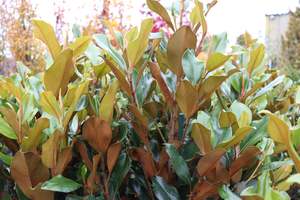 Evergreen Plants Chch Canterbury: Magnolia grandiflora Super Gem