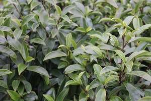 Magnolia Stellar Ruby