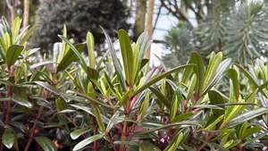 Evergreen Plants Chch Canterbury: Hebe Flame