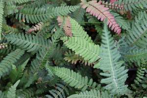 Blechnum parrisiae