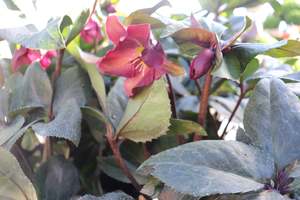 Evergreen Plants Chch Canterbury: Helleborus Ice N Roses Merlot