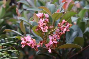 Evergreen Plants Chch Canterbury: Rhaphiolepsis Ballerina