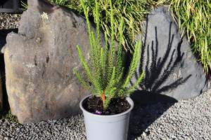 Evergreen Plants Chch Canterbury: Erica cerinthioides Red