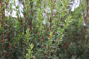 Evergreen Plants Chch Canterbury: Leptospermum Wiri Linda