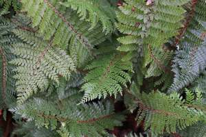 Polystichum vestitum
