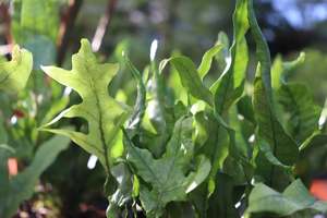 Ferns Chch Canterbury: Microsorum pustulatum