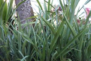 Flaxes Chch Canterbury: Phormium tenax