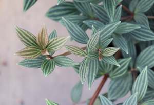 House Plants Chch Canterbury: Peperomia puteolata