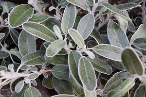 Brachyglottis Sunshine