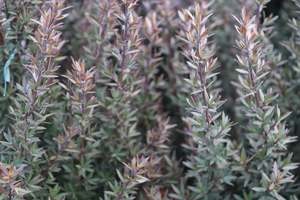 Leptospermum Crimson Glory