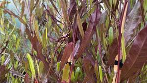 Dodonaea viscosa Purpurea