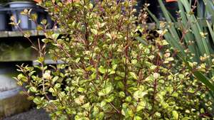 Nz Native Chch Canterbury: Lophomyrtus Traversii Variegata