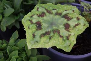 Perennials Bulbs Chch Canterbury: Podophyllum Spotty Dotty