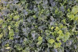 Perennials Bulbs Chch Canterbury: Heuchera Apple Crisp