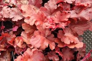 Perennials Bulbs Chch Canterbury: Heuchera Fire Alarm