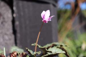Perennials Bulbs Chch Canterbury: Cyclamen hederifolium