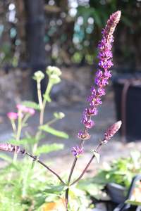 Perennials Bulbs Chch Canterbury: Salvia nemorosa Caradonna