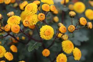 Chrysanthemum hybrid