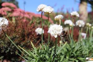 Armeria Ballerina White