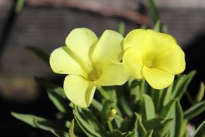Oxalis flava var. fabaefolia