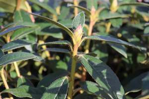 Rhododendron John Bull