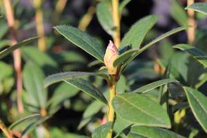 Rhododendron Harry Tagg