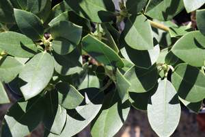 Rhododendron Fastuosum Flore Pleno