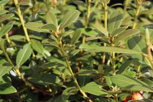 Rhododendron Lemon Mist