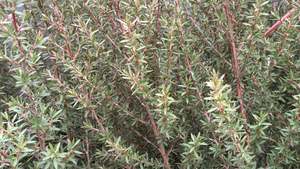 Leptospermum Blossom