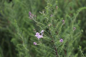 Selago densiflora