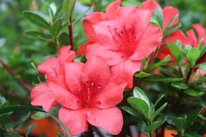 Azalea Fire Tower