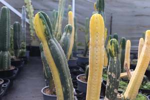 Echinopsis pachanoi Variegata
