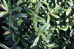 Evergreen Plants Chch Canterbury: Hebe marie-antoinette