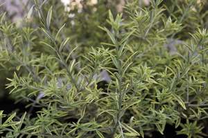 Evergreen Plants Chch Canterbury: Westringia Brevifolia Highlight